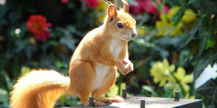 Consumer Research of the Future with Squirrels